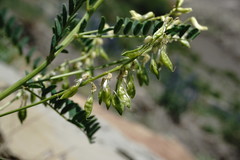 Astragalus galegiformis