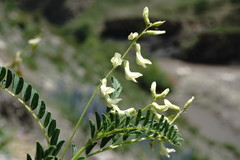Astragalus galegiformis