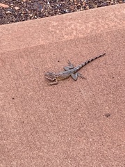 Ctenophorus caudicinctus