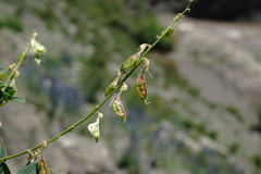 Astragalus galegiformis