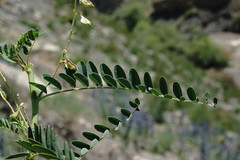Astragalus galegiformis
