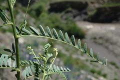 Astragalus galegiformis