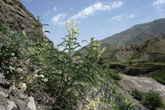 Astragalus galegiformis