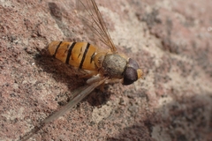 Syrphidae