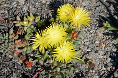 Cheiridopsis rostrata