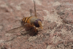 Syrphidae