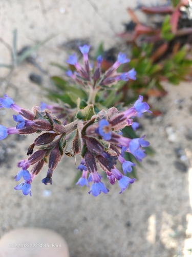 Anchusa calcarea (Anchusa calcarea)