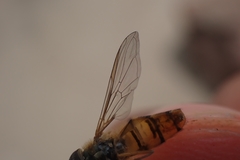 Syrphidae