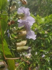Thunbergia grandiflora