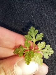 Geranium robertianum