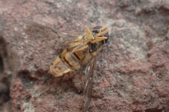Syrphidae