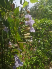 Thunbergia grandiflora