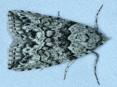 Calathusa basicunea