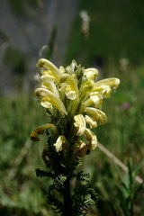 Pedicularis chroorrhyncha
