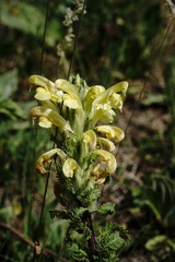 Pedicularis chroorrhyncha