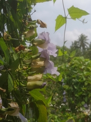Thunbergia grandiflora