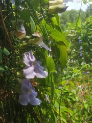 Thunbergia grandiflora