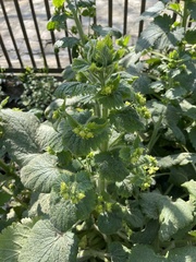 Scrophularia vernalis
