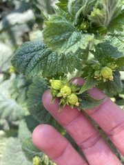 Scrophularia vernalis
