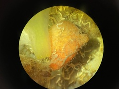 Microcosmus exasperatus