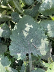 Scrophularia vernalis