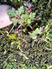 Geranium robertianum