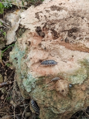 Porcellio haasi