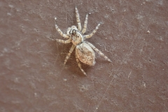 Salticinae