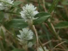 Gomphrena celosioides