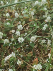 Gomphrena celosioides