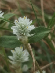 Gomphrena celosioides