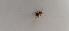 Pephricus