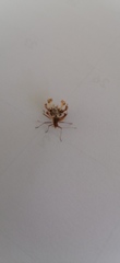 Pephricus