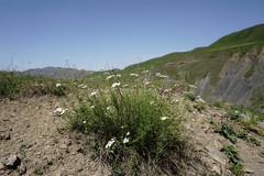 Achillea ptarmicifolia