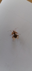 Pephricus