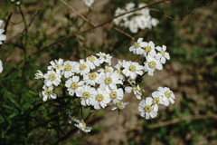 Achillea ptarmicifolia