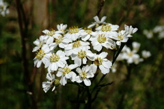 Achillea ptarmicifolia