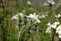 Achillea ptarmicifolia