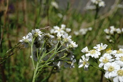 Achillea ptarmicifolia