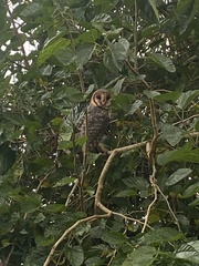 Tyto novaehollandiae