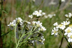 Achillea ptarmicifolia