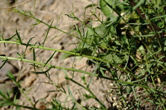 Achillea ptarmicifolia