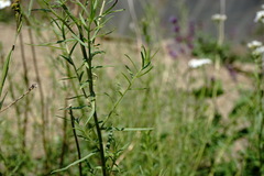Achillea ptarmicifolia