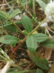 Gomphrena celosioides
