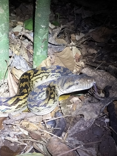 Australian Scrub Python sighting