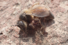 Apis dorsata