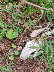 Tiliqua