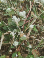 Gomphrena celosioides