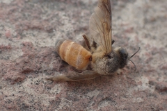Apis dorsata