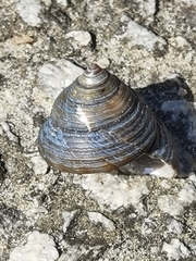 Calliostoma zizyphinum